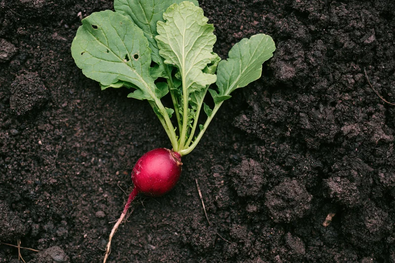 Single radish with green leaves lying on dark soil after being pulled from the ground