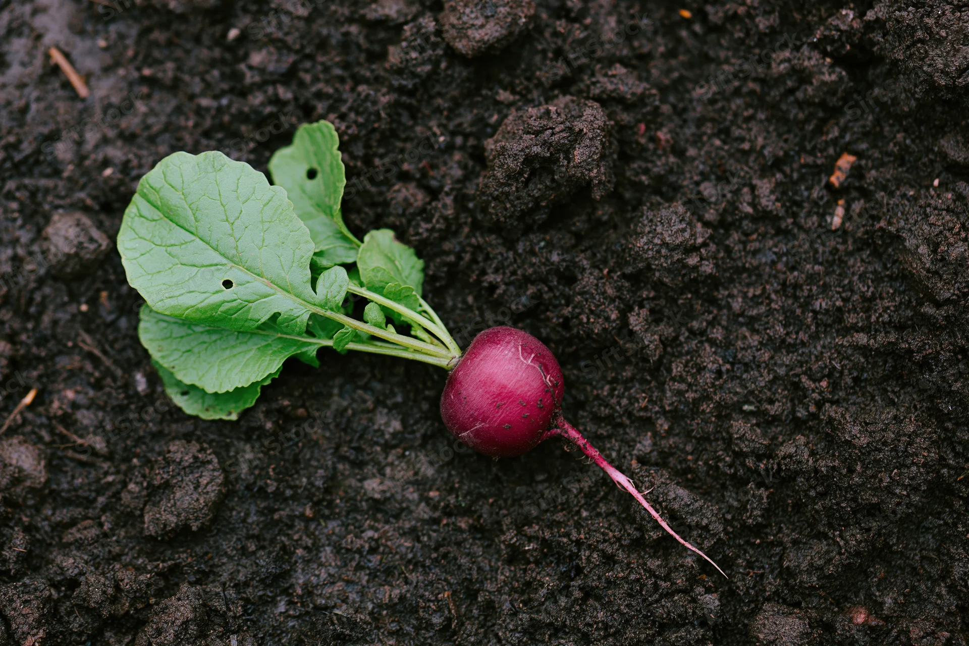 Freshly pulled radish with green leafy tops lying on dark soil