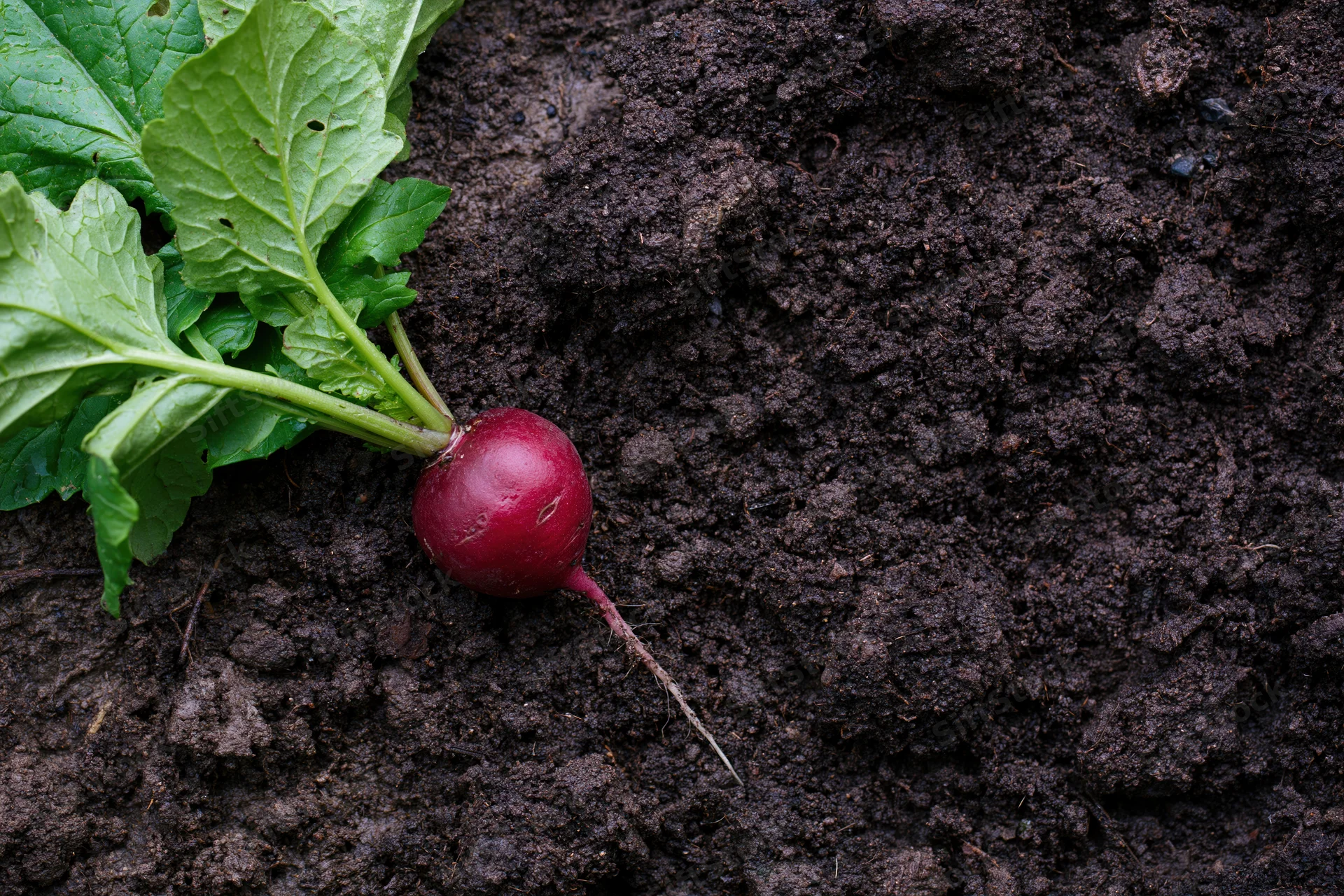 Single freshly pulled radish with green leafy tops lying on dark soil