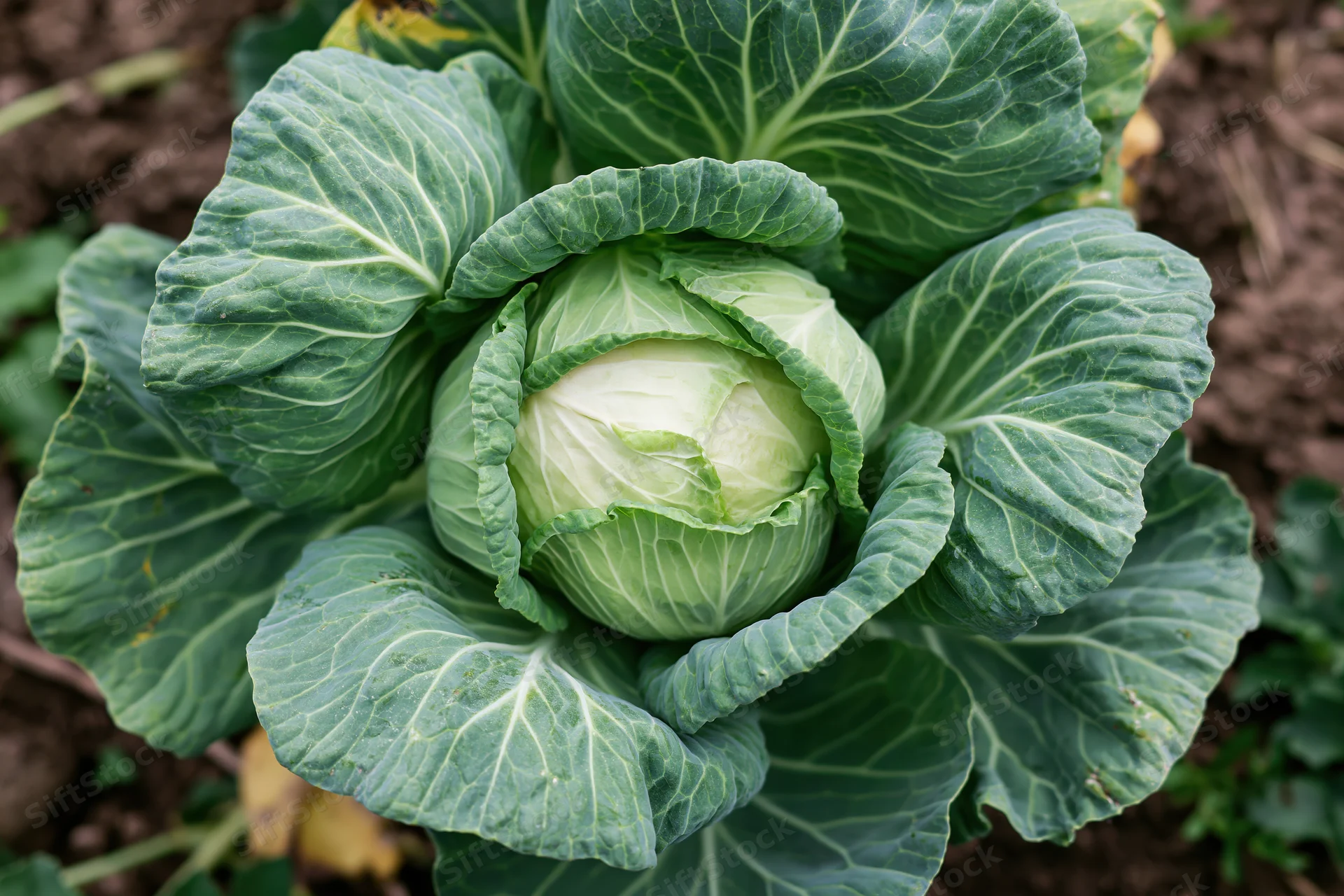 Green cabbage head growing in a garden with large outer leaves surrounding a compact inner core