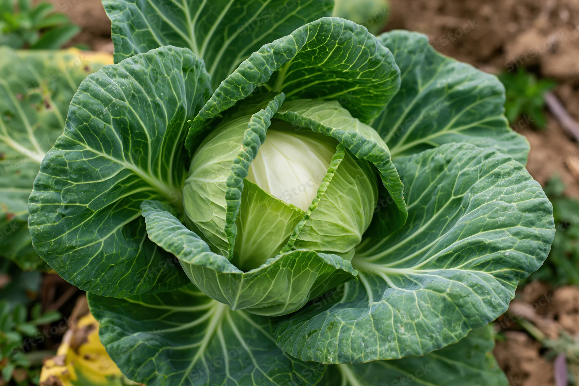 Green cabbage head growing in a garden with large outer leaves surrounding a pale inner core