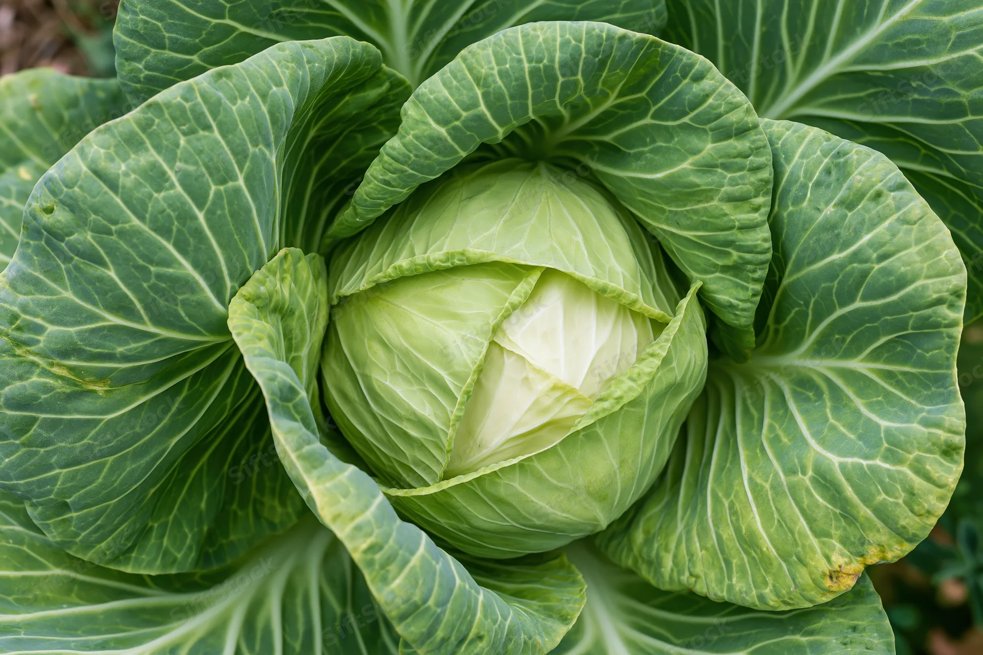 Green cabbage head growing in a garden with large outer leaves