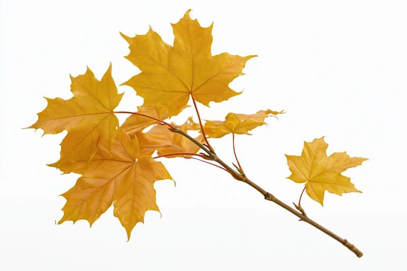 Slender maple branch with autumn leaves arranged diagonally against white background