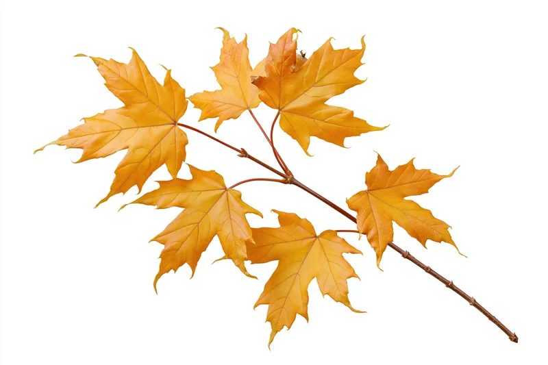 Slender maple branch with autumn leaves arranged diagonally against white background