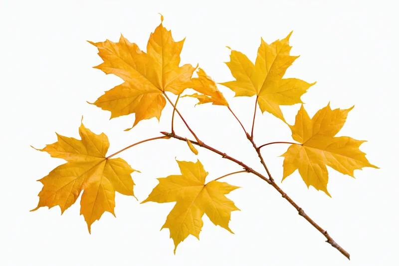 Slender maple branch with autumn leaves isolated on white background