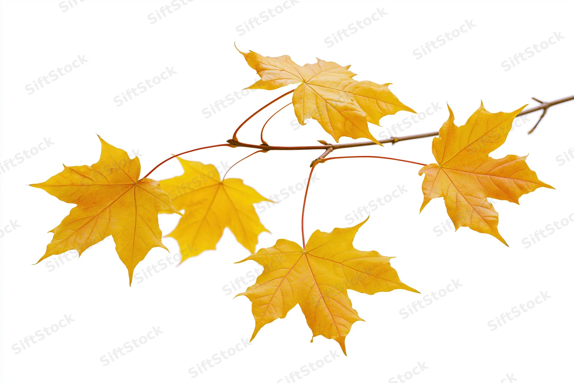 Slender maple branch with yellow autumn leaves isolated against white background