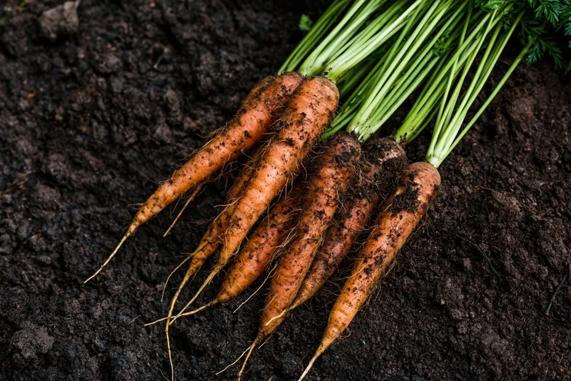 Freshly harvested carrots with green tops resting on dark soil