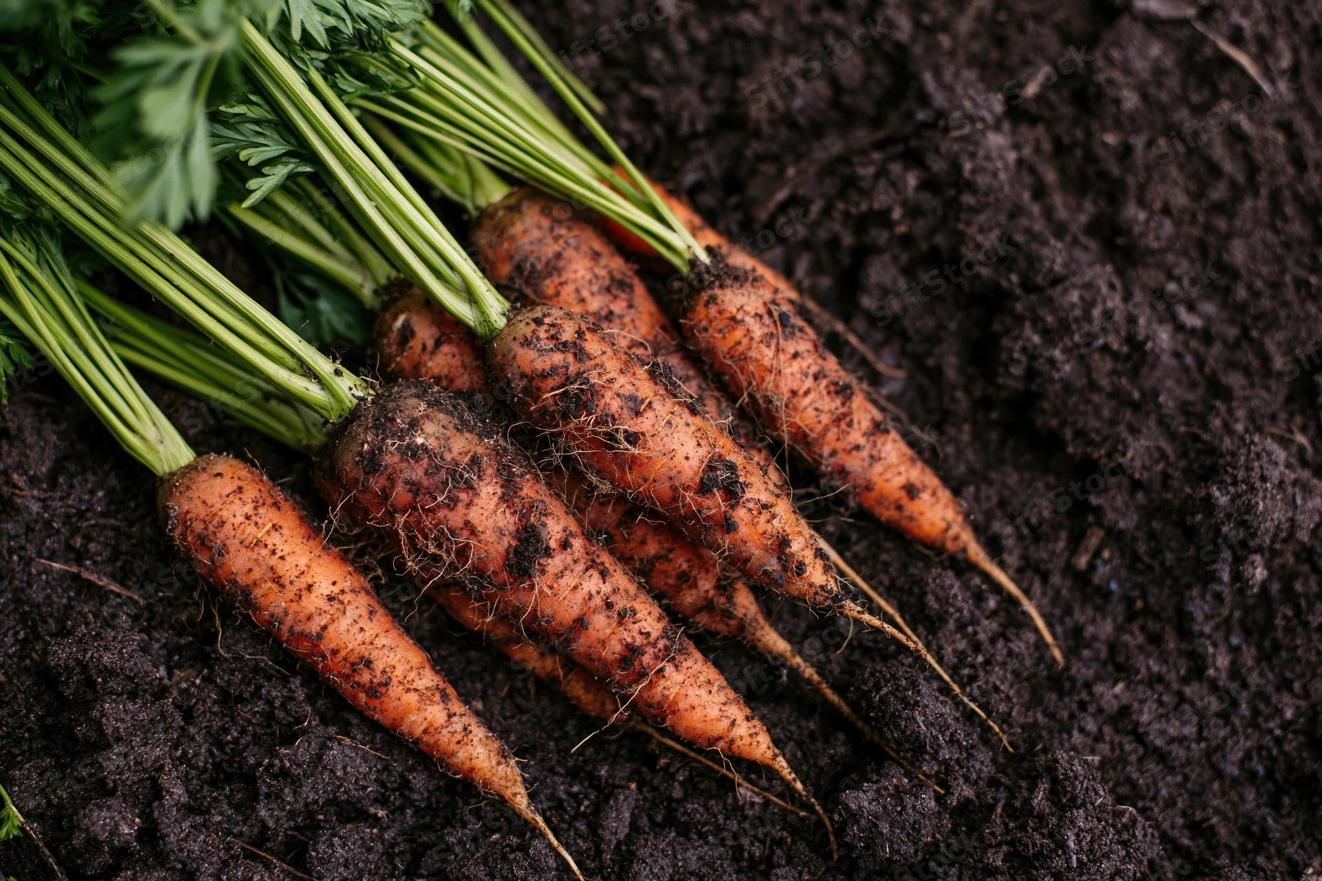 Freshly harvested carrots with green tops resting on dark soil