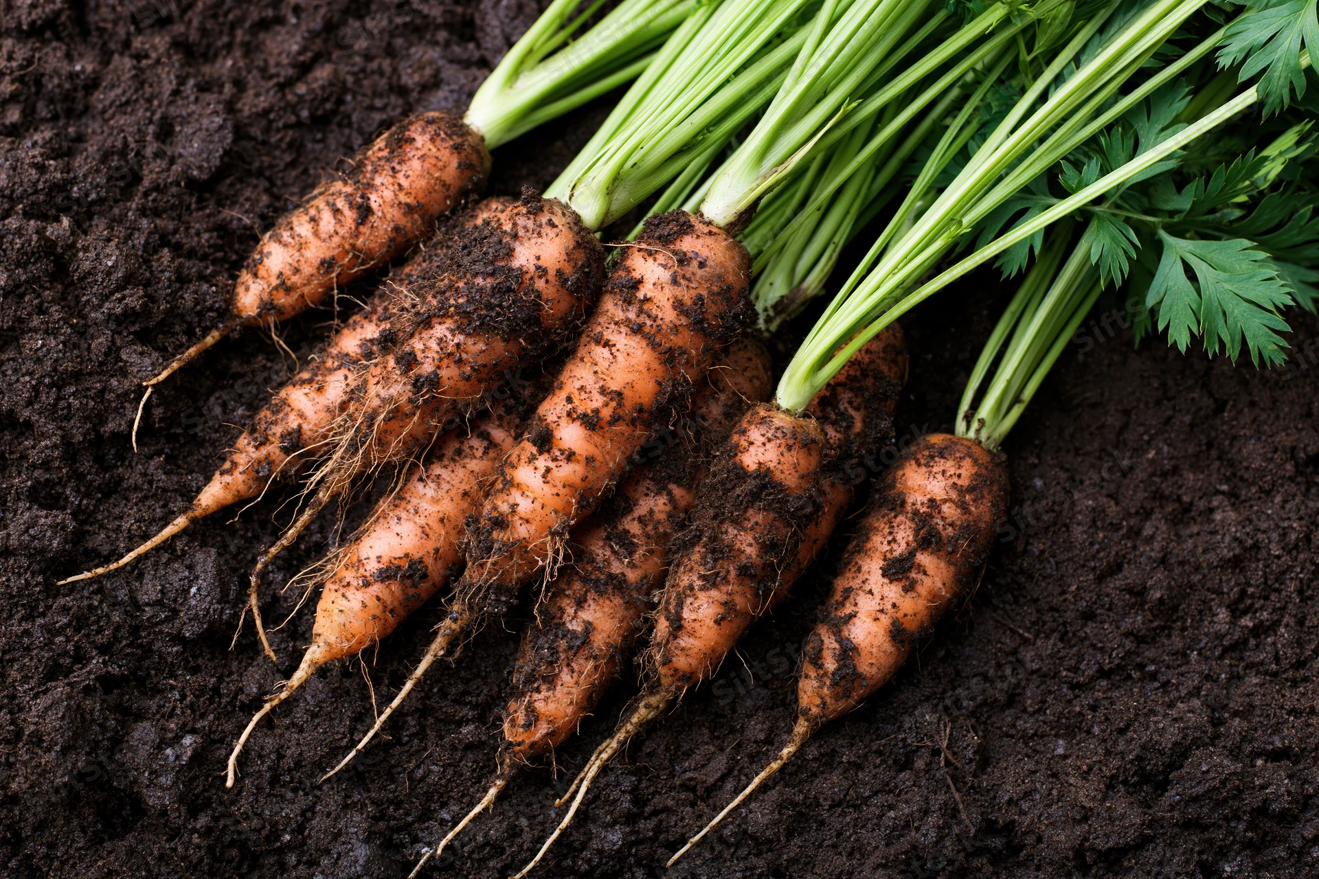 Freshly harvested carrots with green tops resting on dark soil