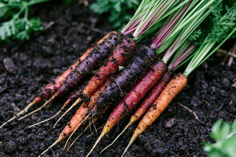 Freshly harvested rainbow carrots with soil still clinging to roots, resting on dark earth in a garden bed