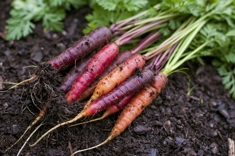 Freshly harvested rainbow carrots with green tops resting on dark soil in a garden bed