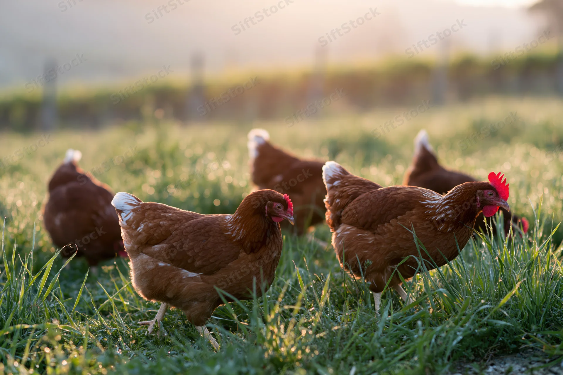 Brown hens foraging in a grassy pasture at dawn
