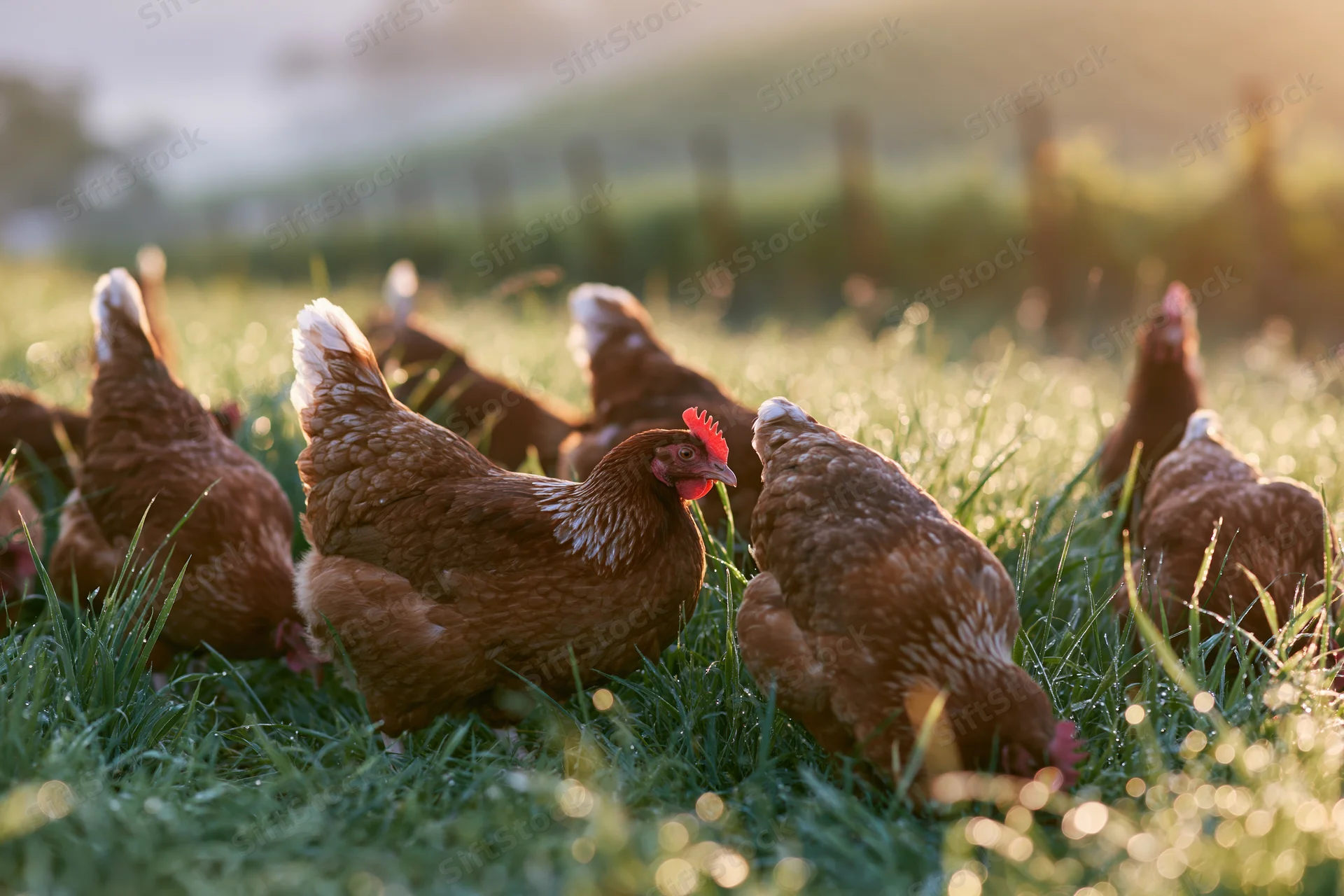 Brown hens foraging in a grassy pasture at dawn