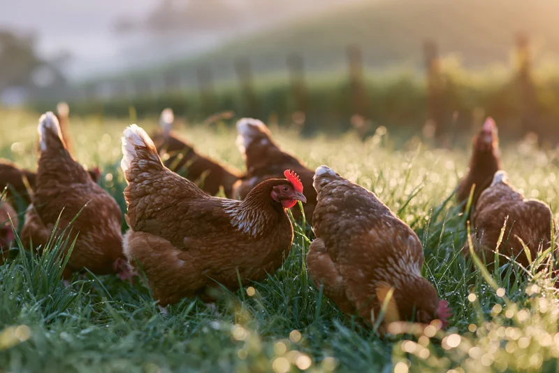 Brown hens foraging in a grassy pasture at dawn