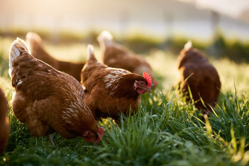 Brown hens foraging in green grass on a farm pasture