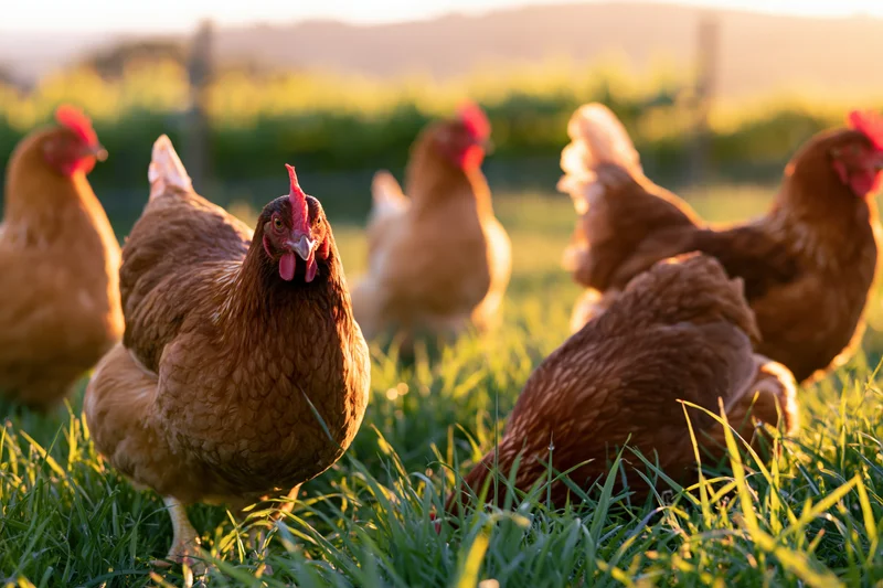 Brown hens foraging in lush green pasture at golden hour