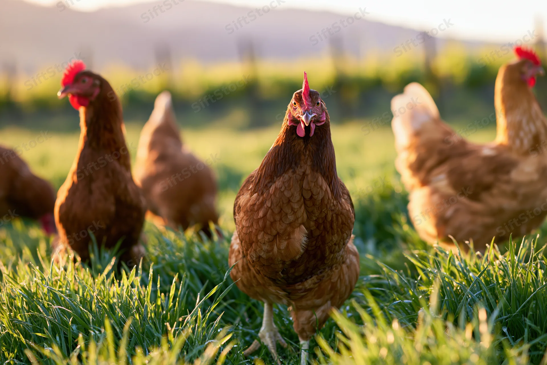 Brown hens foraging in lush green pasture at golden hour