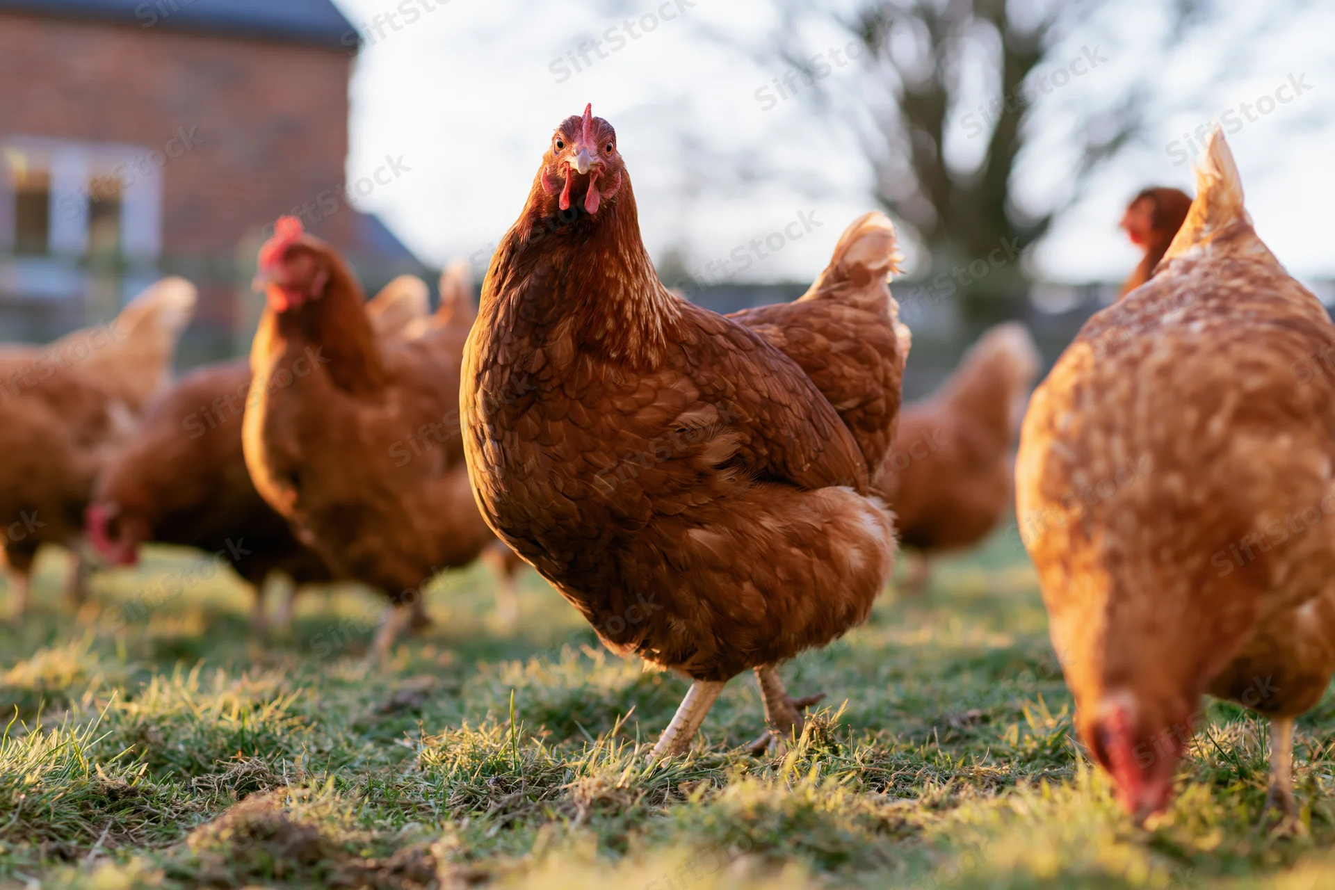 Rust-brown hens pecking and foraging on grassy pasture near a farm building
