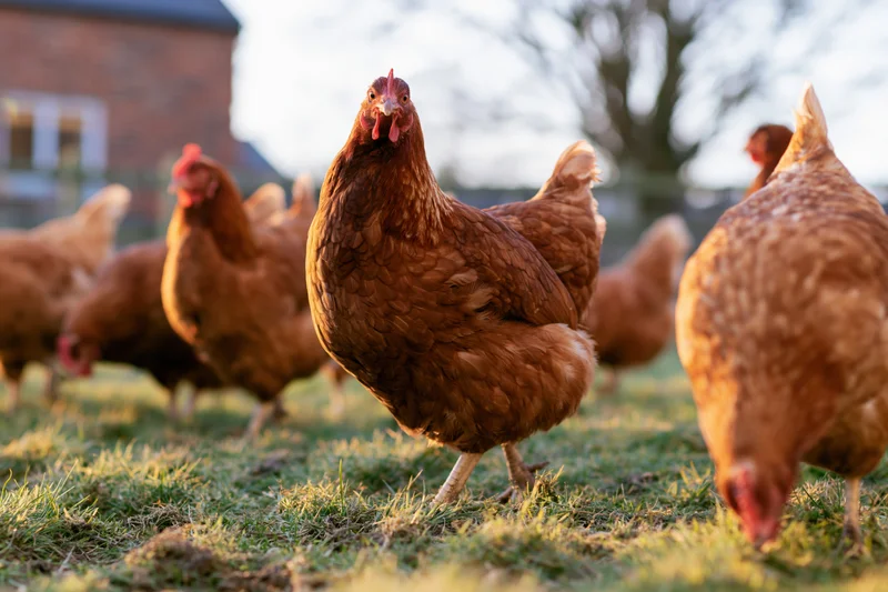 Rust-brown hens pecking and foraging on grassy pasture near a farm building