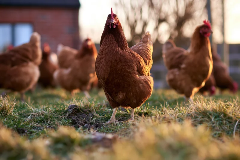 Free-range hens foraging on grass in a farmyard at sunrise