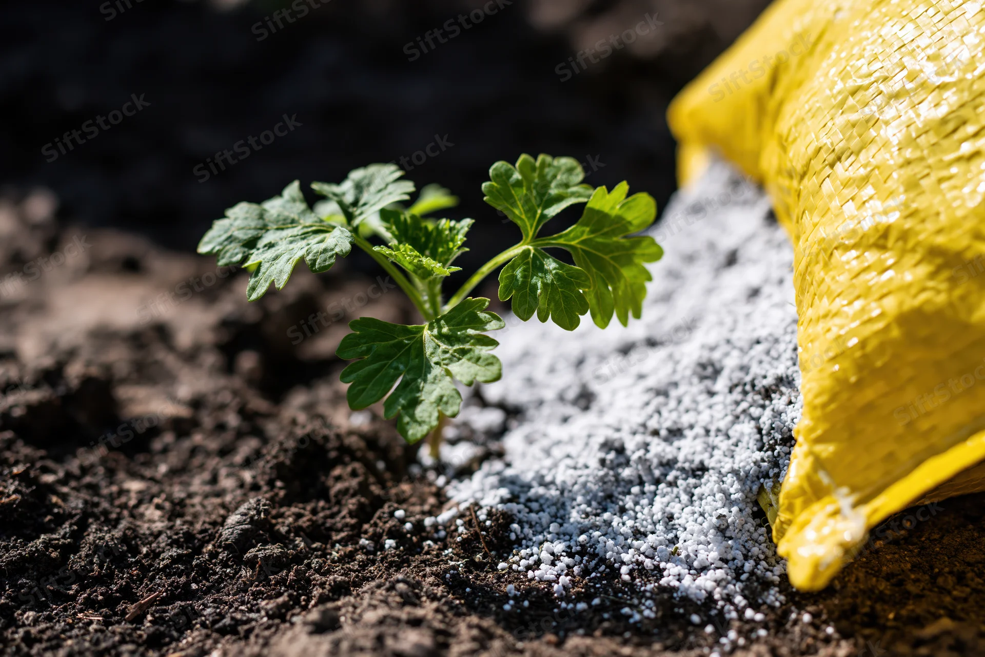 Small green seedling with lobed leaves growing in dark soil beside spilled white fertilizer granules from a yellow bag
