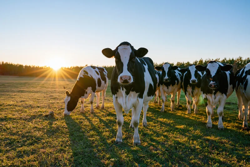 Holstein dairy cows standing and grazing in a grassy pasture at sunset