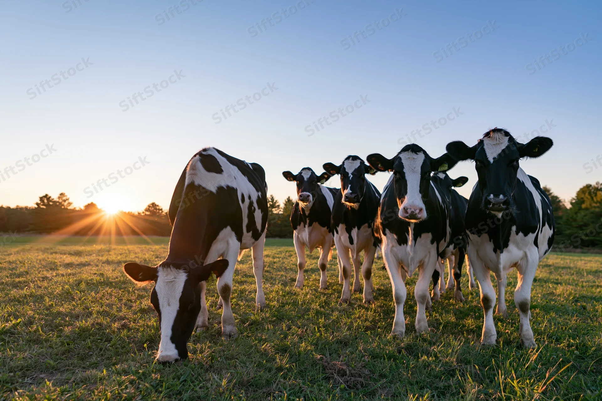 Holstein dairy cows grazing and standing in a grassy pasture at sunset