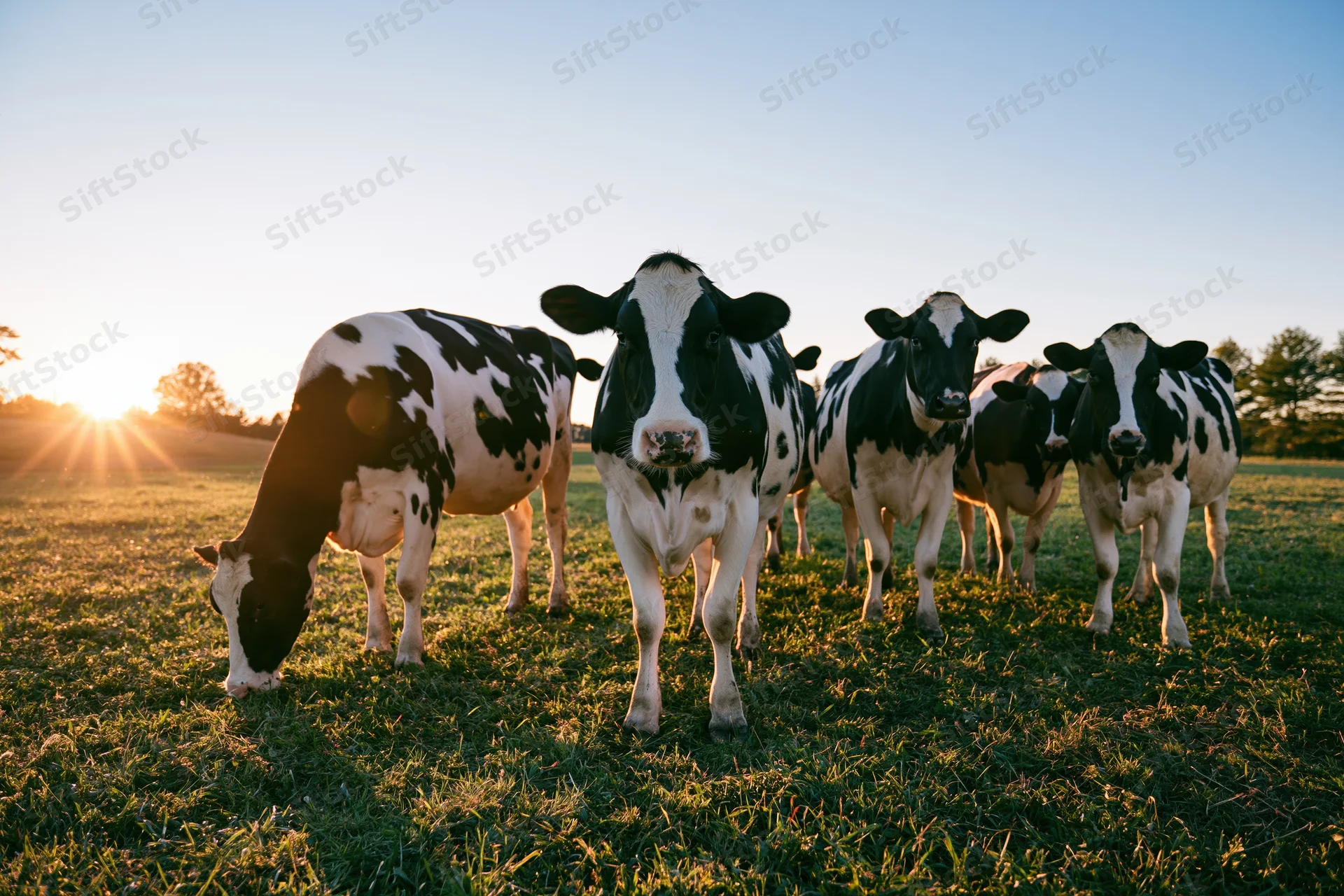 Holstein dairy cows grazing and standing in a grassy pasture at sunrise
