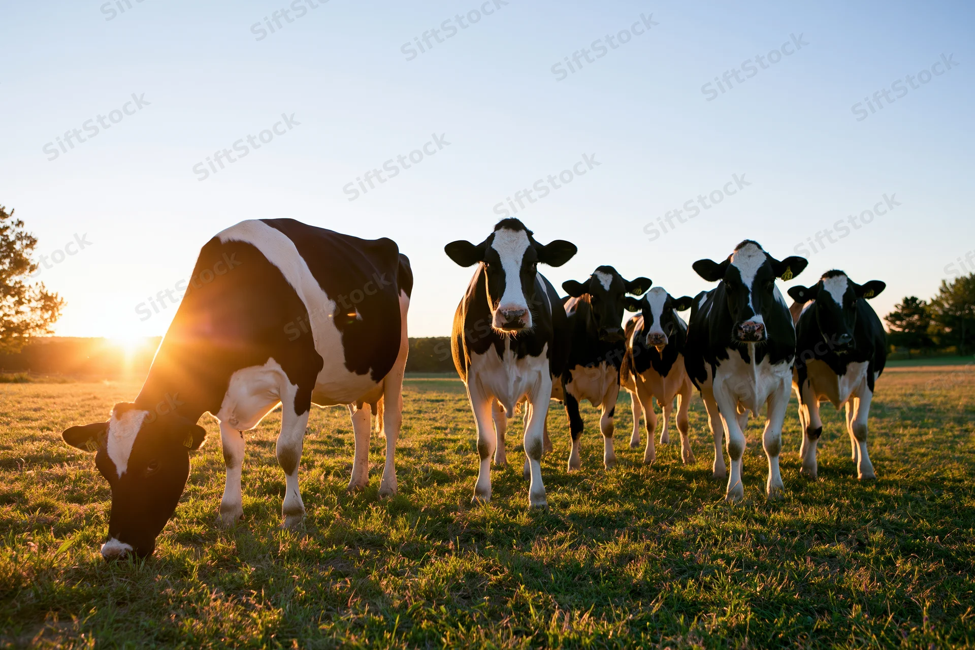 Holstein dairy cows grazing and standing in a grassy pasture at sunset