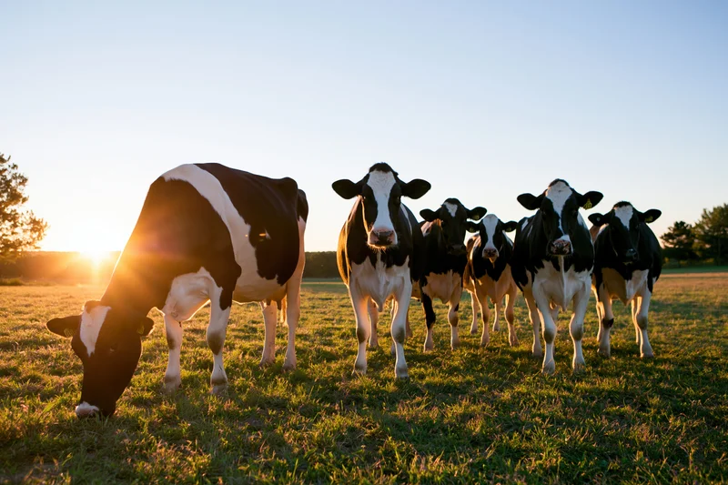 Holstein dairy cows grazing and standing in a grassy pasture at sunset