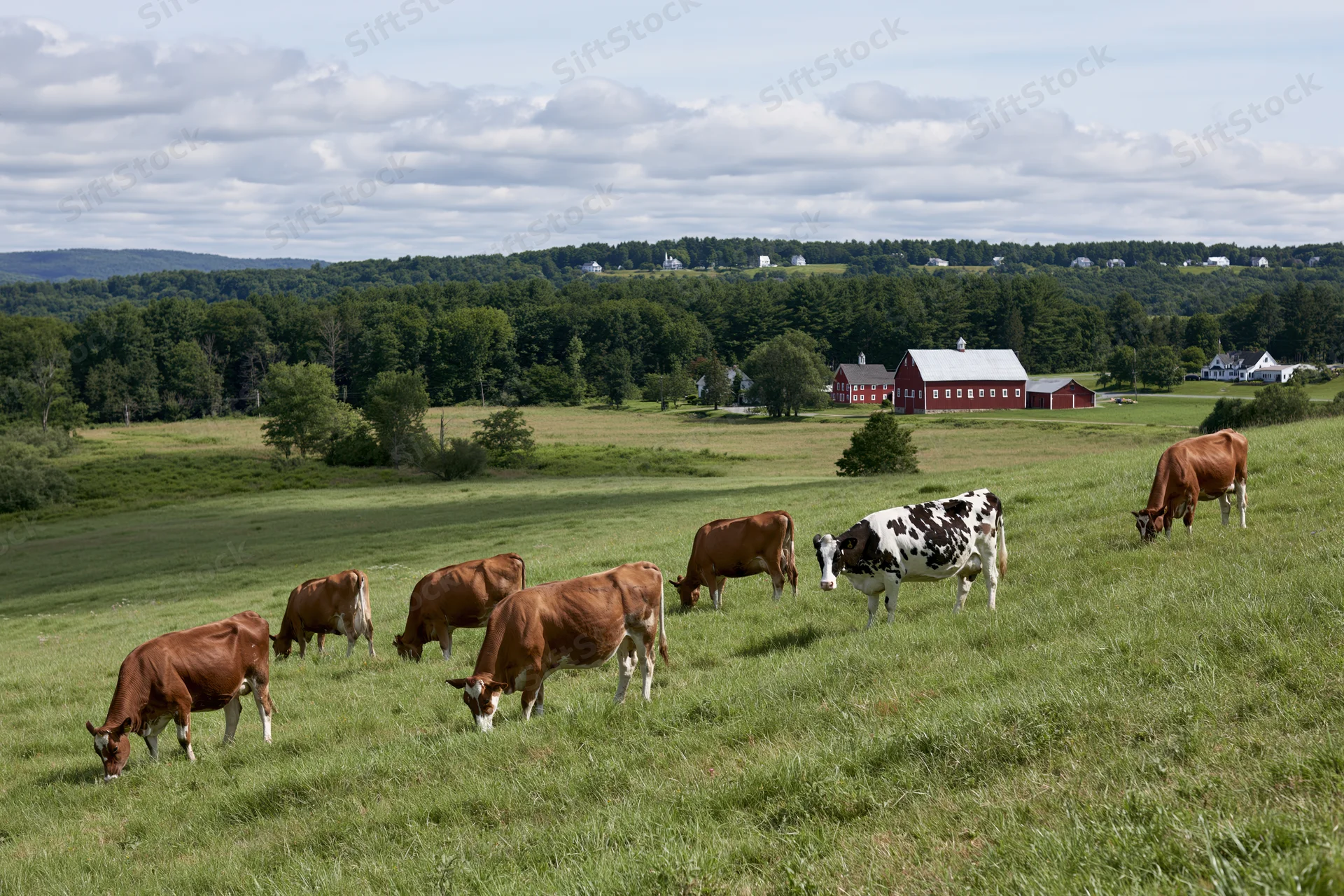 Brown and black-and-white dairy cows grazing in a green pasture near a red barn and farmhouse
