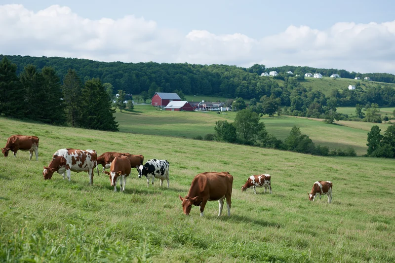 Herd of dairy cows grazing in a pasture