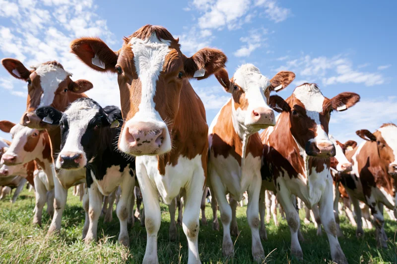 Herd of dairy cows standing in a grassy pasture under a blue sky