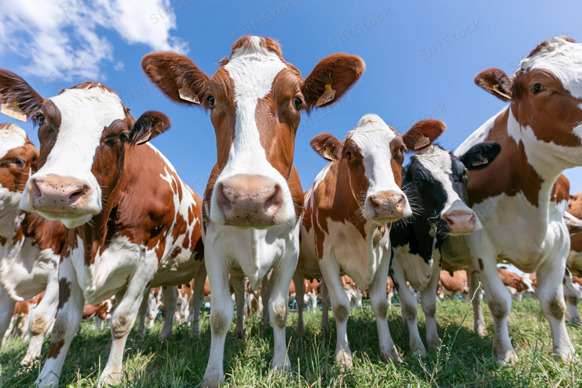 Herd of red-and-white and black-and-white dairy cows standing in a grassy pasture under a blue sky