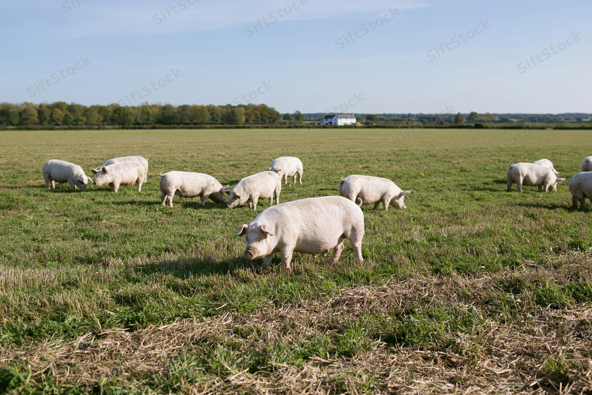 White pigs grazing freely across a flat green pasture under a clear blue sky