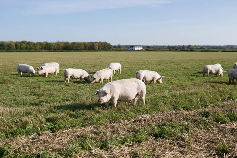 White pigs grazing freely across a flat green pasture under a clear blue sky