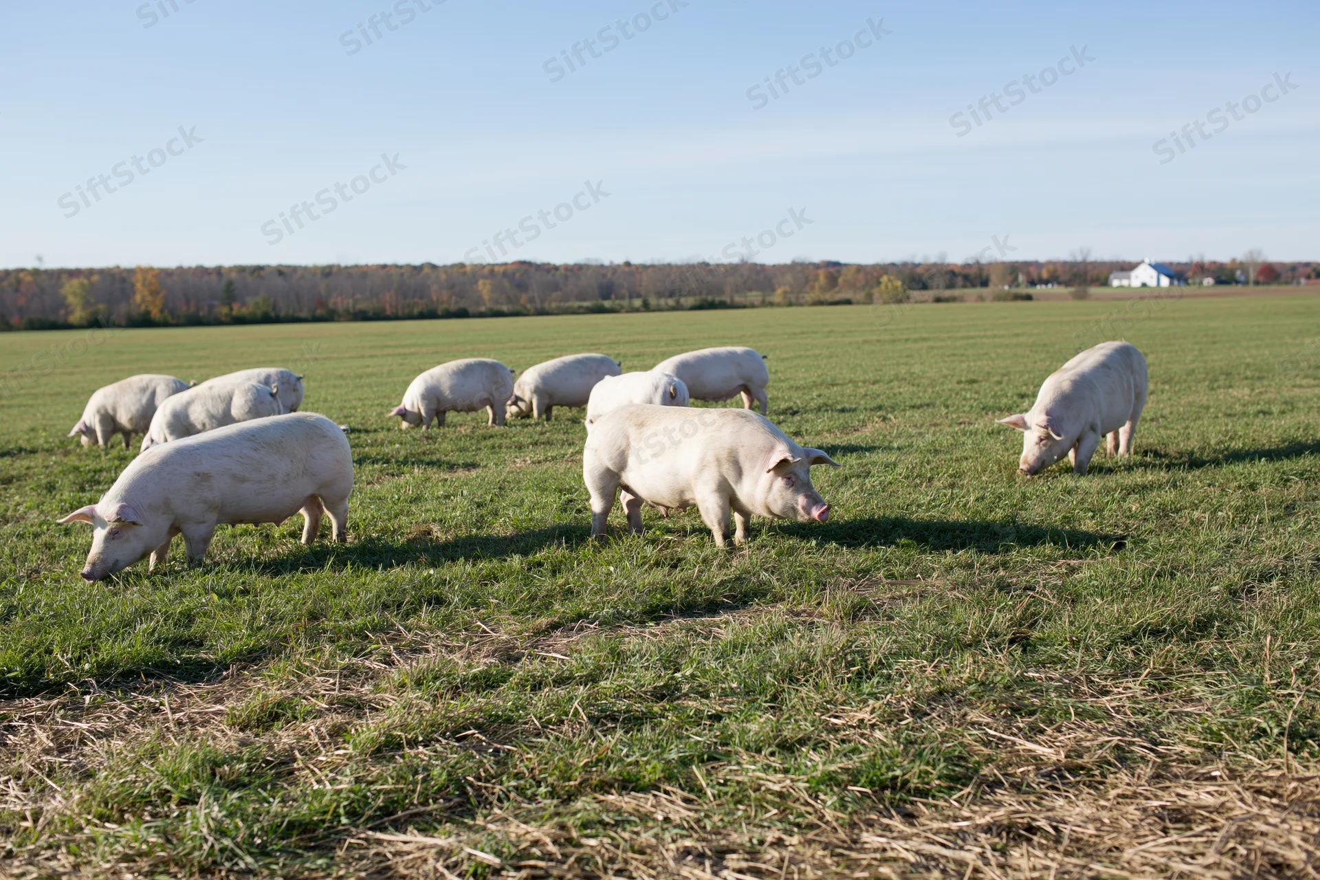 White pigs grazing in a green pasture on a farm