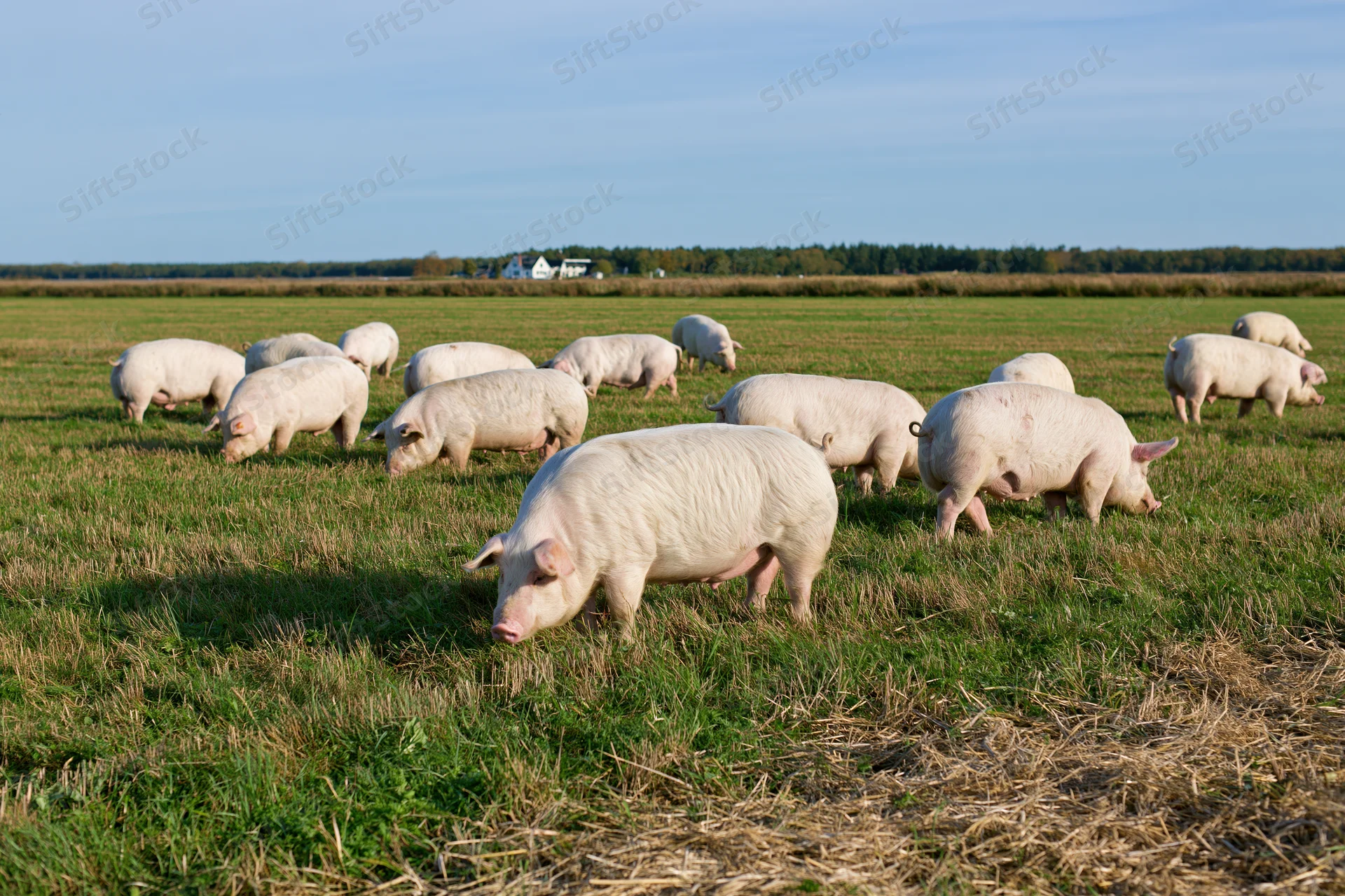 White pigs grazing in a green pasture under a clear blue sky