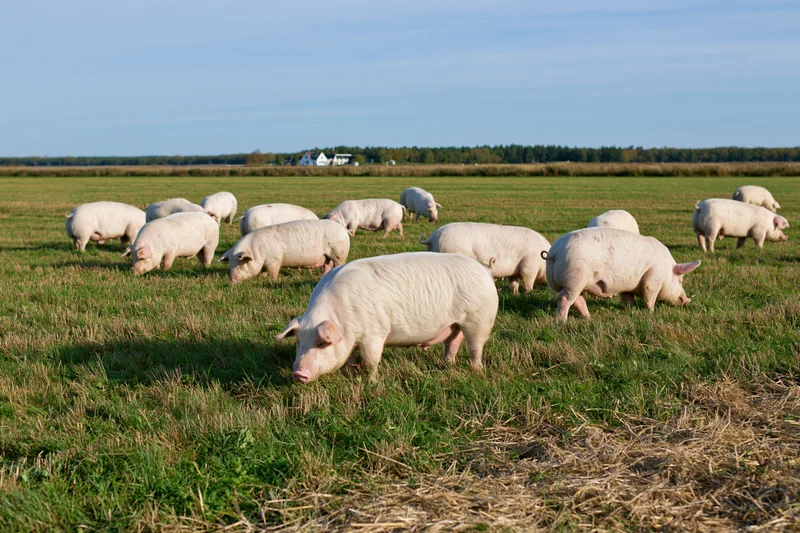 White pigs grazing in a green pasture under a clear blue sky