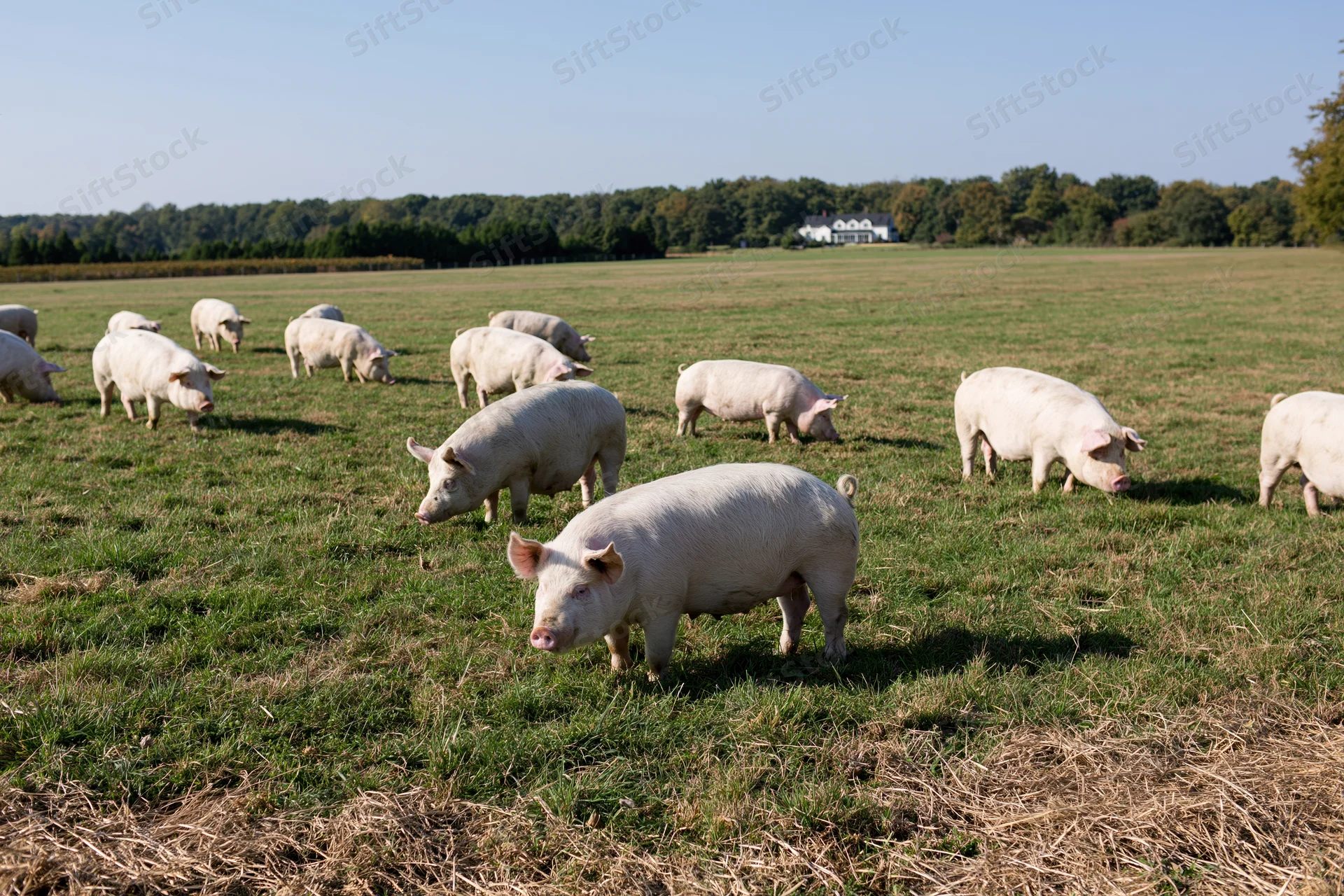 White pigs grazing in a green pasture on a farm