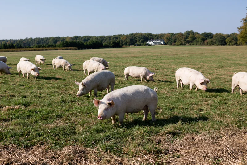 White pigs grazing in a green pasture on a farm