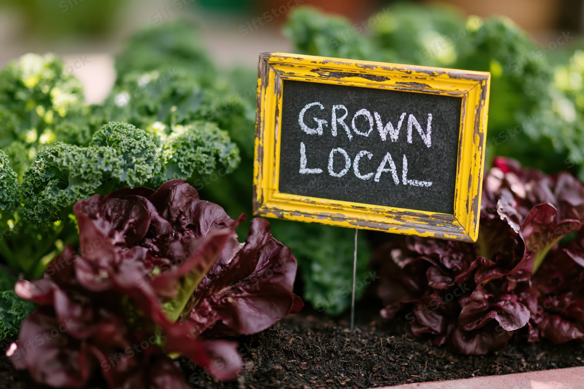 Weathered yellow-framed chalkboard sign reading grown local in a garden bed with kale and red lettuce