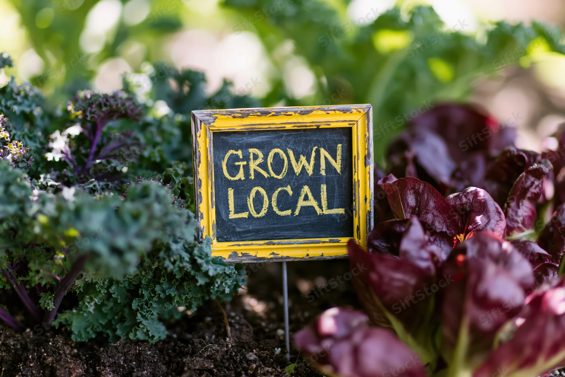 Weathered yellow-framed chalkboard sign reading grown local in garden with kale and red lettuce