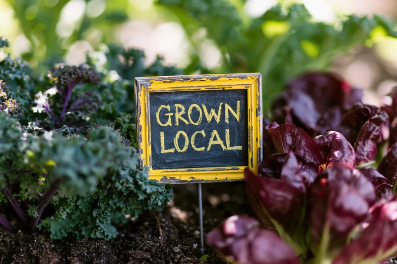 Weathered yellow-framed chalkboard sign reading grown local in garden with kale and red lettuce