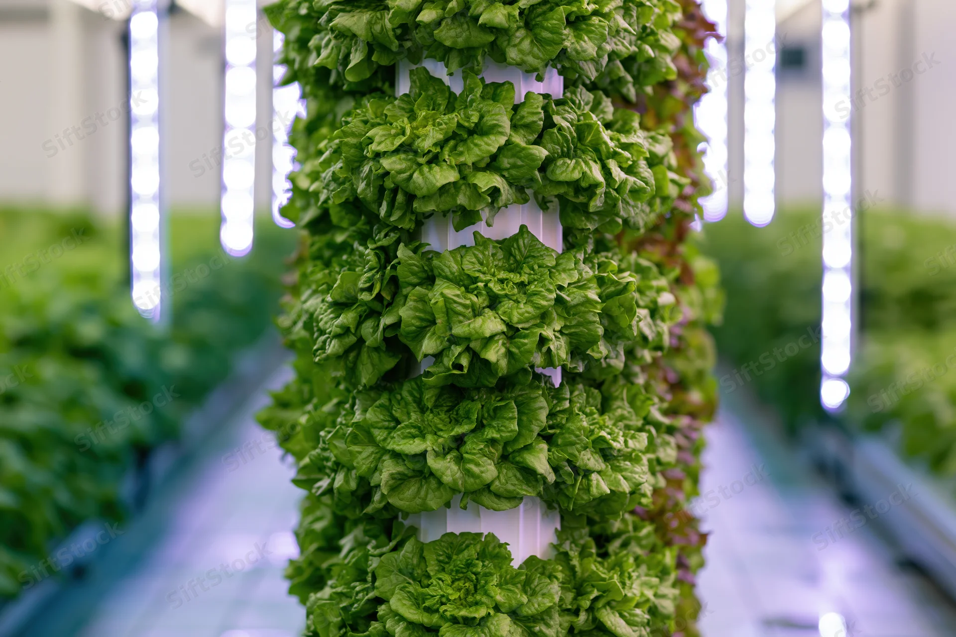 Vertical hydroponic tower growing lettuce indoors under led lights