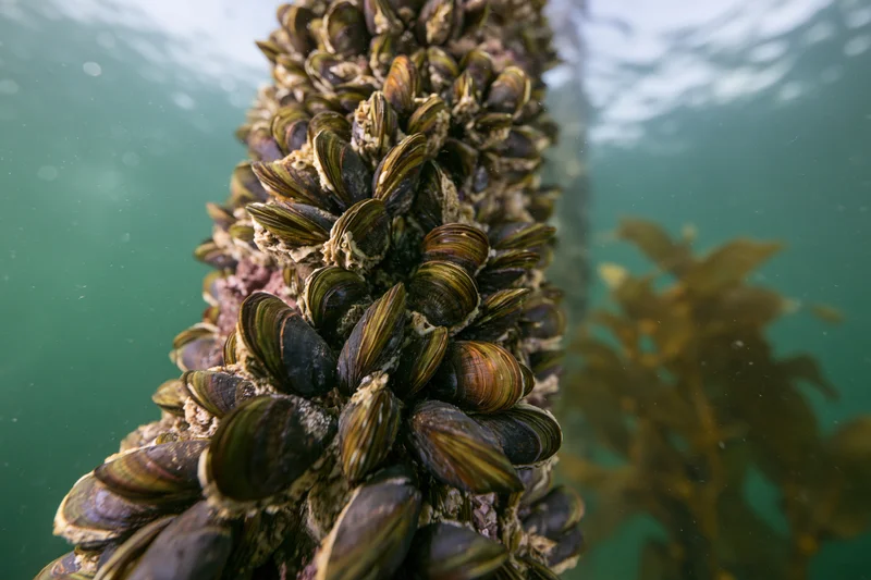 Vertical rope densely covered in clusters of live mussels underwater near seaweed