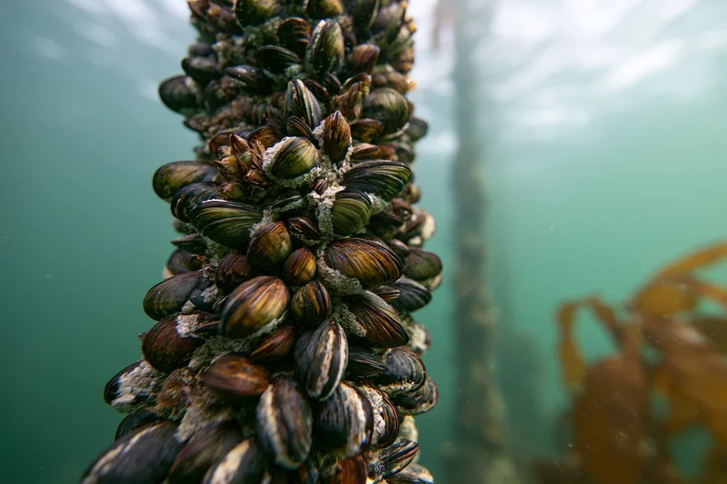 Vertical rope densely covered in clusters of live mussels underwater near kelp in ocean water