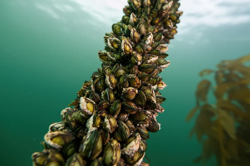 Vertical rope densely covered in clusters of live mussels underwater near seaweed