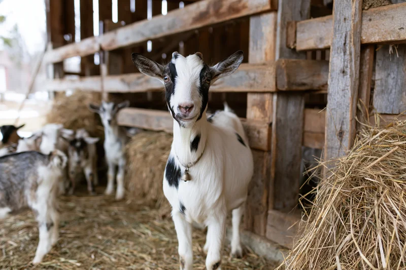 White and black goat standing in a rustic wooden barn with hay and other goats in the background