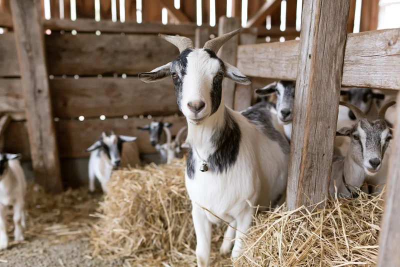 White and black goat standing in a rustic wooden barn with hay and other goats around